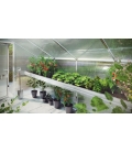 Serre de jardin en verre Rhodo III KGT 5,15m² aluminium avec vitrage de 6mm