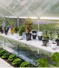 Serre de jardin 10m² Iris 4 KGT aluminium et polycarbonate