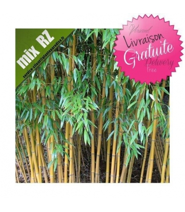 Phyllostachys Aureosulcata Aureocaulis