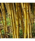 Phyllostachys Aureosulcata f. Aureocaulis