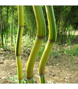 Green groove bamboo phyllostachys Aureosulcata Spectabilis