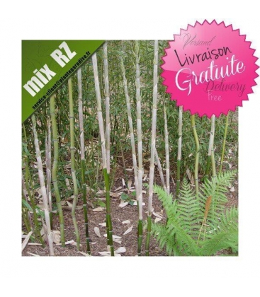 Phyllostachys Aureosulcata f. Alata, f. pekinensis