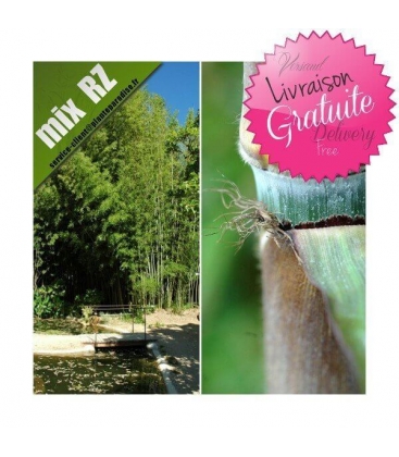 Phyllostachys Nigra Henonis