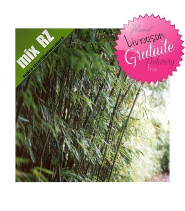 Phyllostachys Humilis bambou traçant