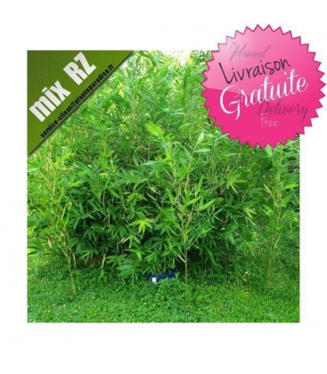 Semiarundinaria Okuboi ou Villosa