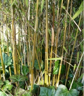 bambou non-traçant Fargesia Jiuzhaigou ' Genf '