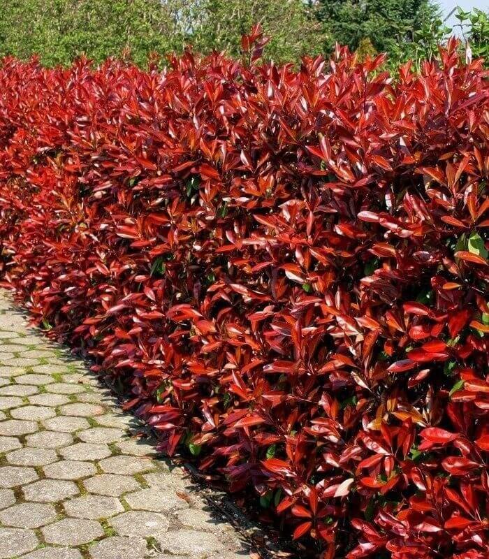 hedge cheap and persistent photinia fraseri