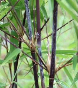 Fargesia nitida Black Pearl black stem