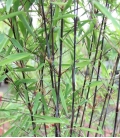 Fargesia nitida Black Pearl tige noire