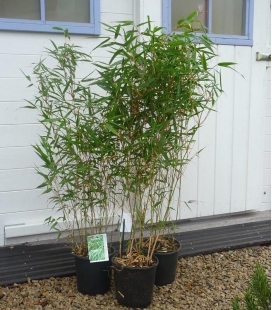 Special hedge Fargesia Rufa pot 3L height 60-80cm