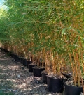 Phyllostachys Aureosulcata Aureocaulis plante bleue française c15L hauteur 200-250