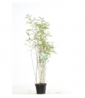 Special haie Fargesia Rufa bambou non traçant hauteur 60-80cm pot de 3 litres vente groupée