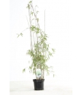 Special haie bambou fargesia jiuzhaigou sp 1 pot 3L hauteur 80-100cm