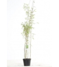 Special haie bambou fargesia jiuzhaigou sp 1 pot 3L hauteur 80-100cm