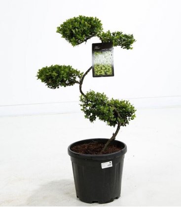 Ilex Crenata Green Hedge - Arbre Nuage