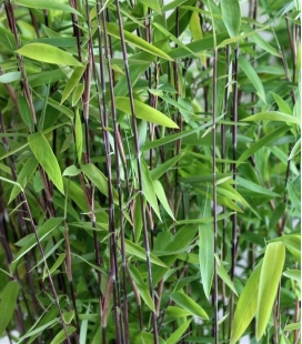 Bambou non traçant Fargesia nitida Volcano ( gansu-nitida 5)