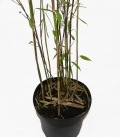 Bambou non-traçant Fargesia Winter Joy c3L hauteur 60-80cm