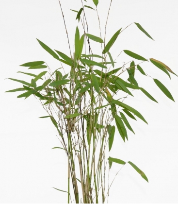 Bambou non-traçant Fargesia nitida Winter Joy c1l hauteur 30-40cm