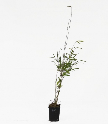 Bambou non traçant Fargesia nitida Black Pearl c1L hauteur 30-40 cm