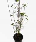 Bambou non traçant Fargesia Demissa Gerry c2l hauteur 40-60cm