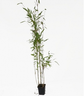 Bambou non traçant Fargesia nitida "Obelisk" ® c1l hauteur 80-100cm