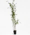 Bambou non traçant Fargesia nitida "Obelisk" ® c1l hauteur 80-100cm