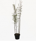 Bambou non-traçant Fargesia nitida Black Pearl c3l hauteur 60-100cm