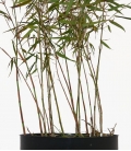 Bambou non traçant Fargesia scabrida Asian Wonder c3l hauteur 40-60cm