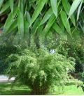 Bambou non-traçant Fargesia Denudata feuillage généreux similaire à fargesia murielae