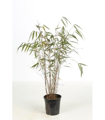 Fargesia scabrida Asian Wonder