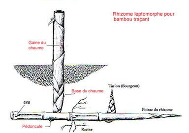 bambou traçant au système racinaire dit leptomorphe
