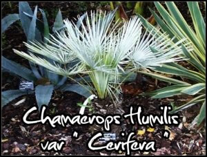Le palmier de méditérranée. chamaerops humils,cerifera,palmier nain, faux-doum,vulcano,argentea
