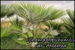 chamaerops humilis argentea rare chamaerops humilis argentea