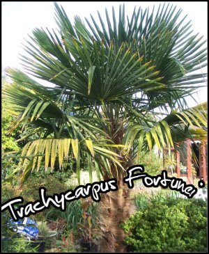 Le plus célèbre des palmiers rustiques. trachycarpus fortunei,chamaerops excelsa,palmier de chine,palmier à chanvre