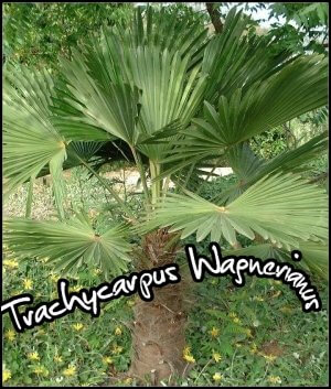 Présentation cultivar trachycarpus wagnerianus trachycarpus wagnerianus,palmier de chine,palmier à chanvre