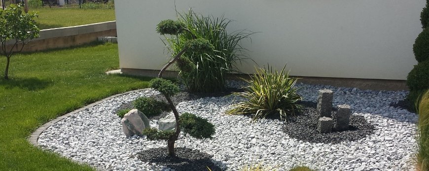 Arbre à Nuage Bleu Juniperus