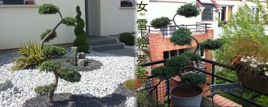 Arbre à Nuage Bleu Juniperus