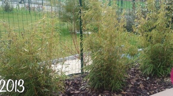 Croissance des bambous fargesia robusta campbell