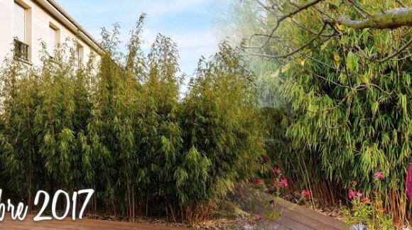 Growth of bamboo fargesia